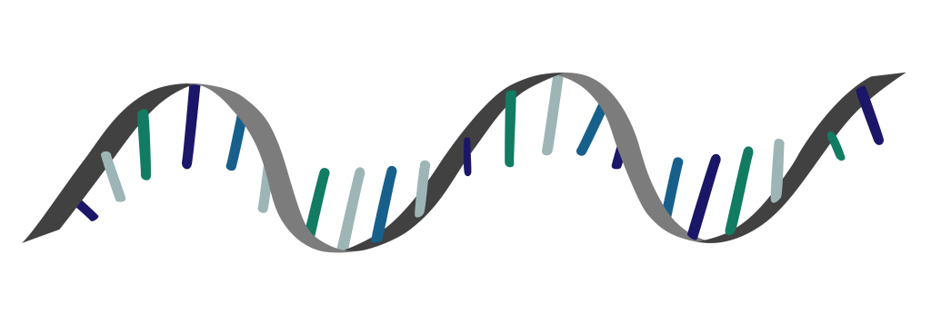 انواع RNA