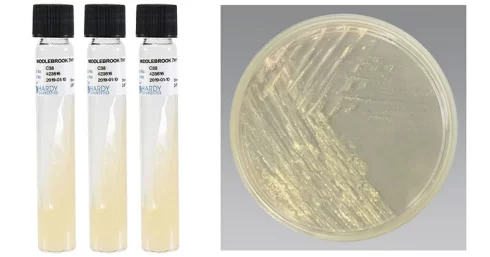 محیط کشت میدلبروک آگار