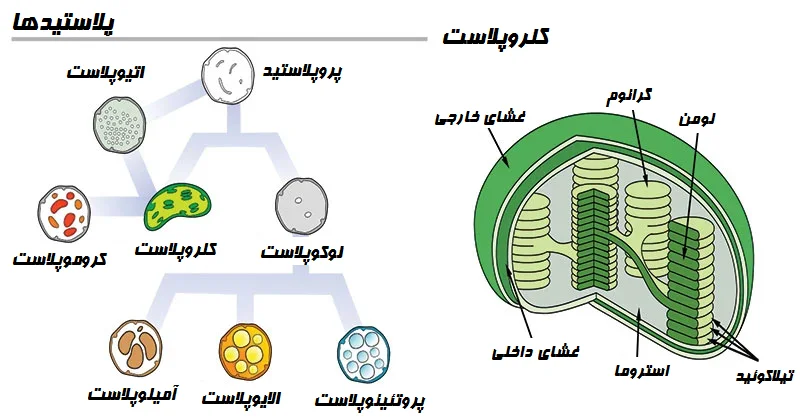 پلاستید چیست