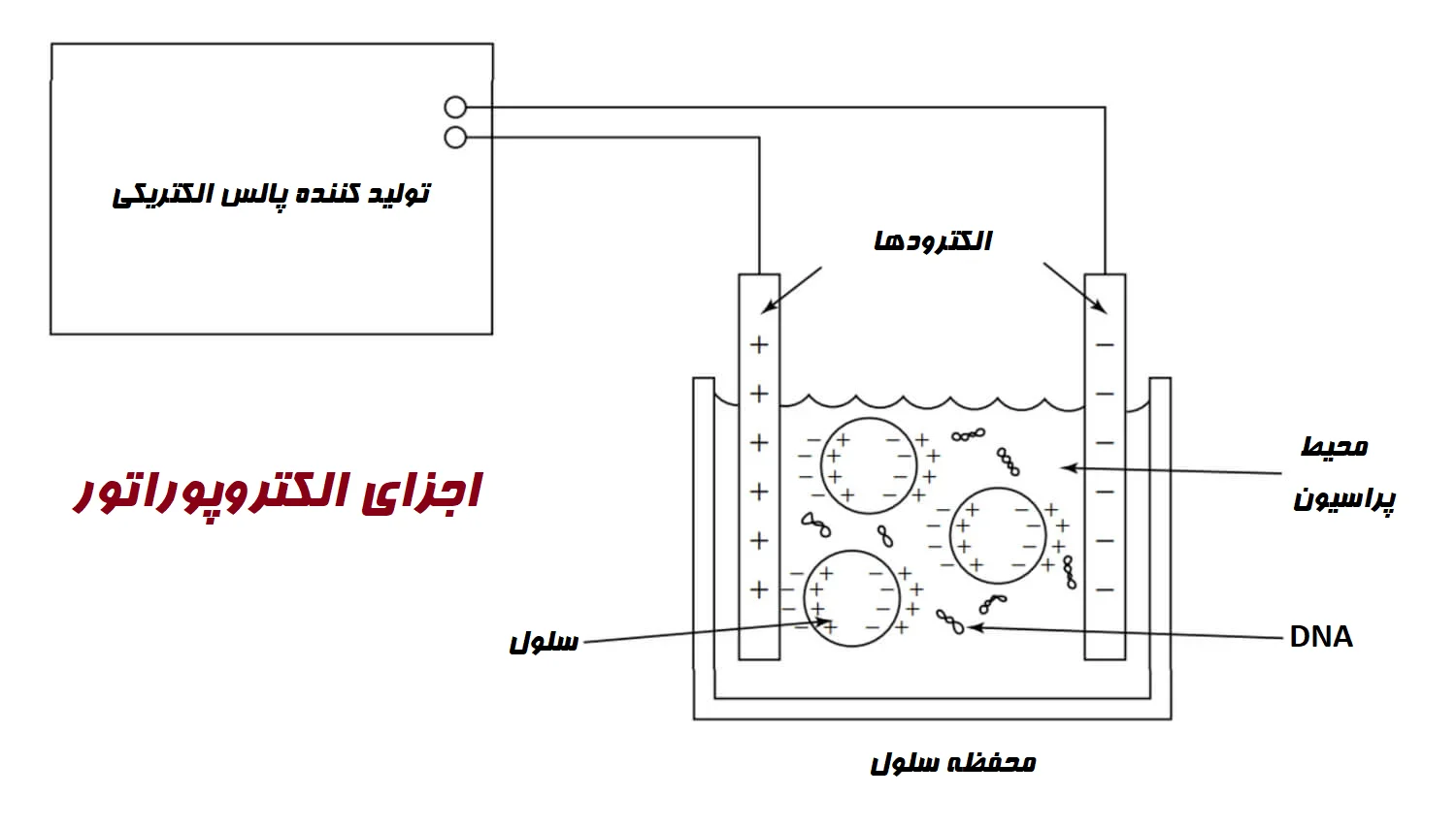 اجزای الکتروپورتور