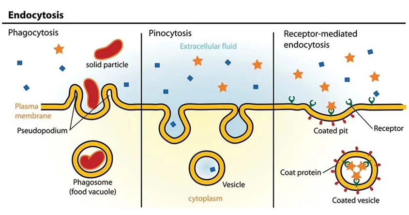 انواع مکانیسم‌های اندوسیتوز
