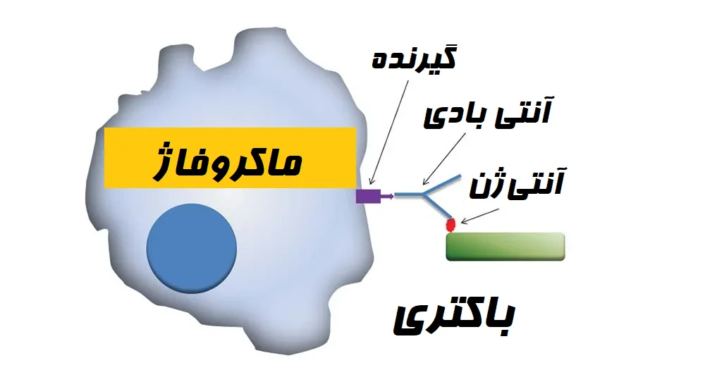 اپسونینها و انواع آنها