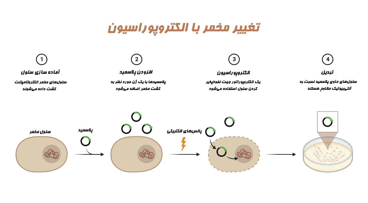 تبدیل مخمر با الکتروپوریشن