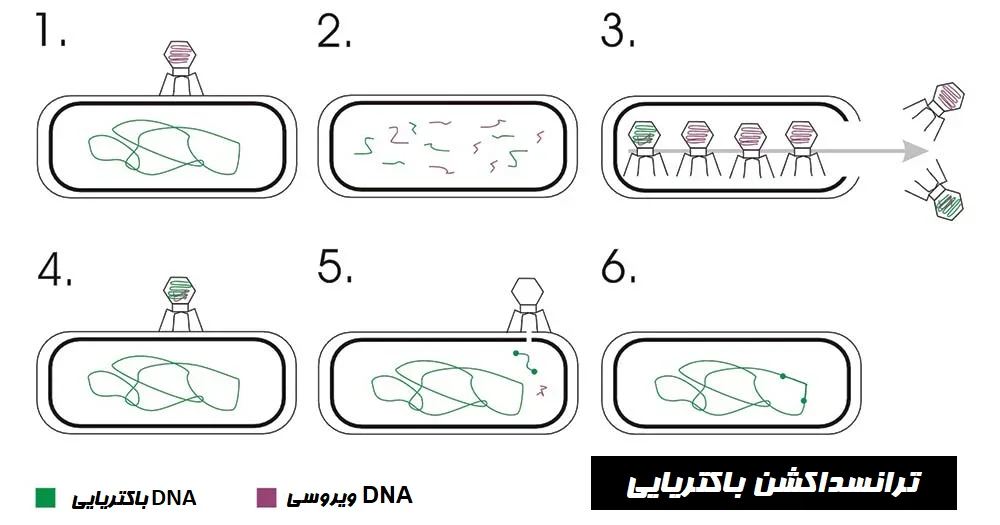 ترنسداکشن باکتریایی