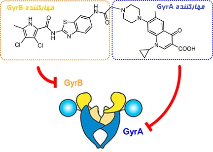 داروهای کینولون