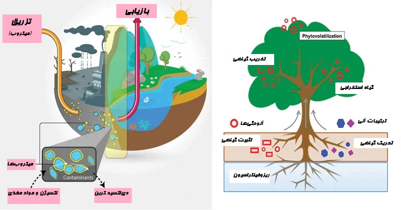 زیست پالایی چیست