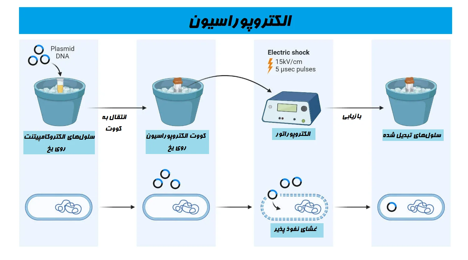 مراحل تبدیل الکتروپوراسیون باکتریایی