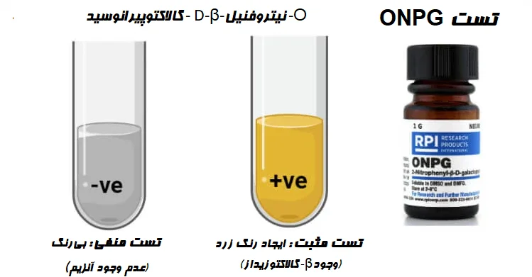تفسیر نتایج تست ONPG