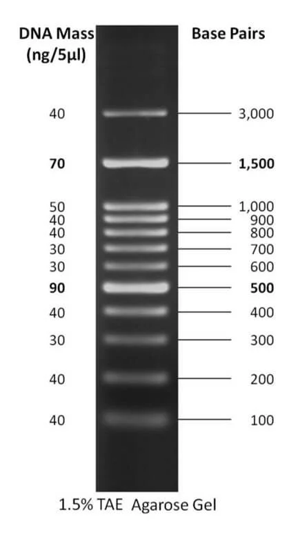 DNA لدر 100 bp plus
