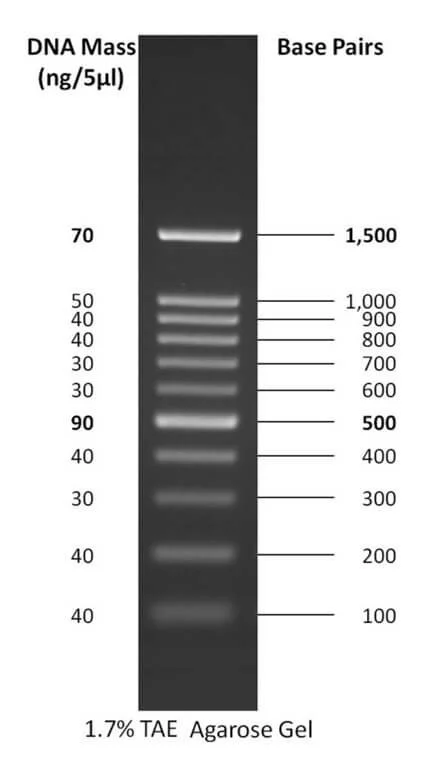 DNA لدر 100 bp
