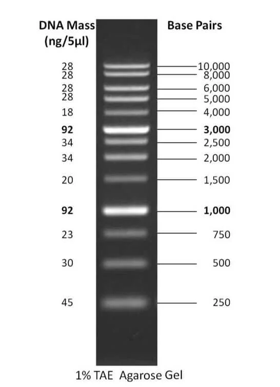 DNA لدر 1Kb
