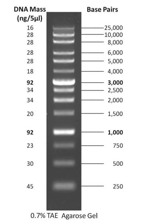 DNA لدر 1kb plus