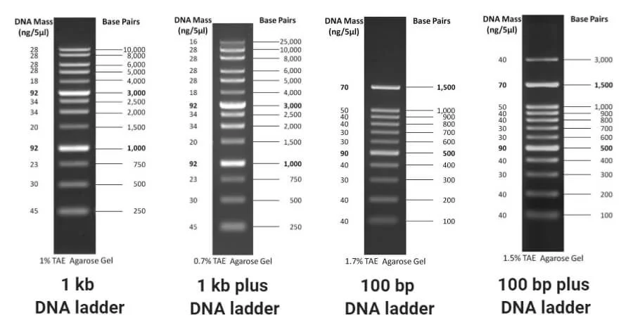 DNA لدر چیست؟