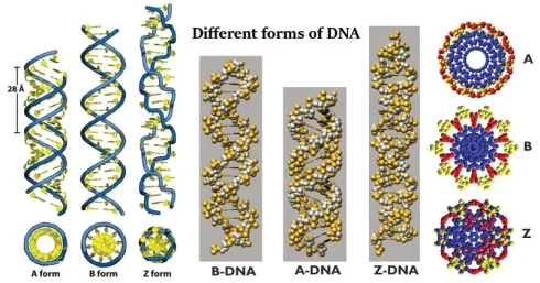 اشکال مختلف DNA