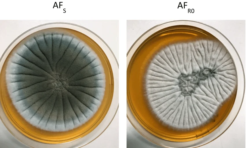 محیط کشت yepd