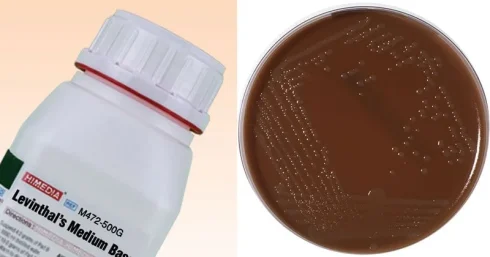 محیط کشت لوینتال