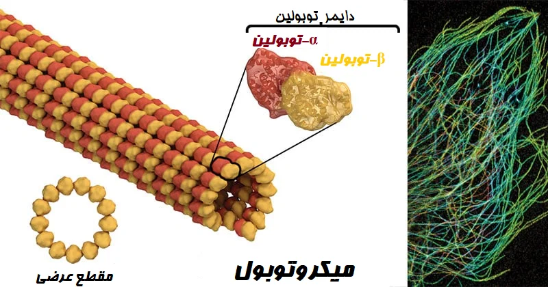 میکروتوبول