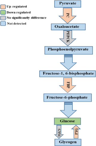 واکنش‌های دخیل در گلوکونئوژنز