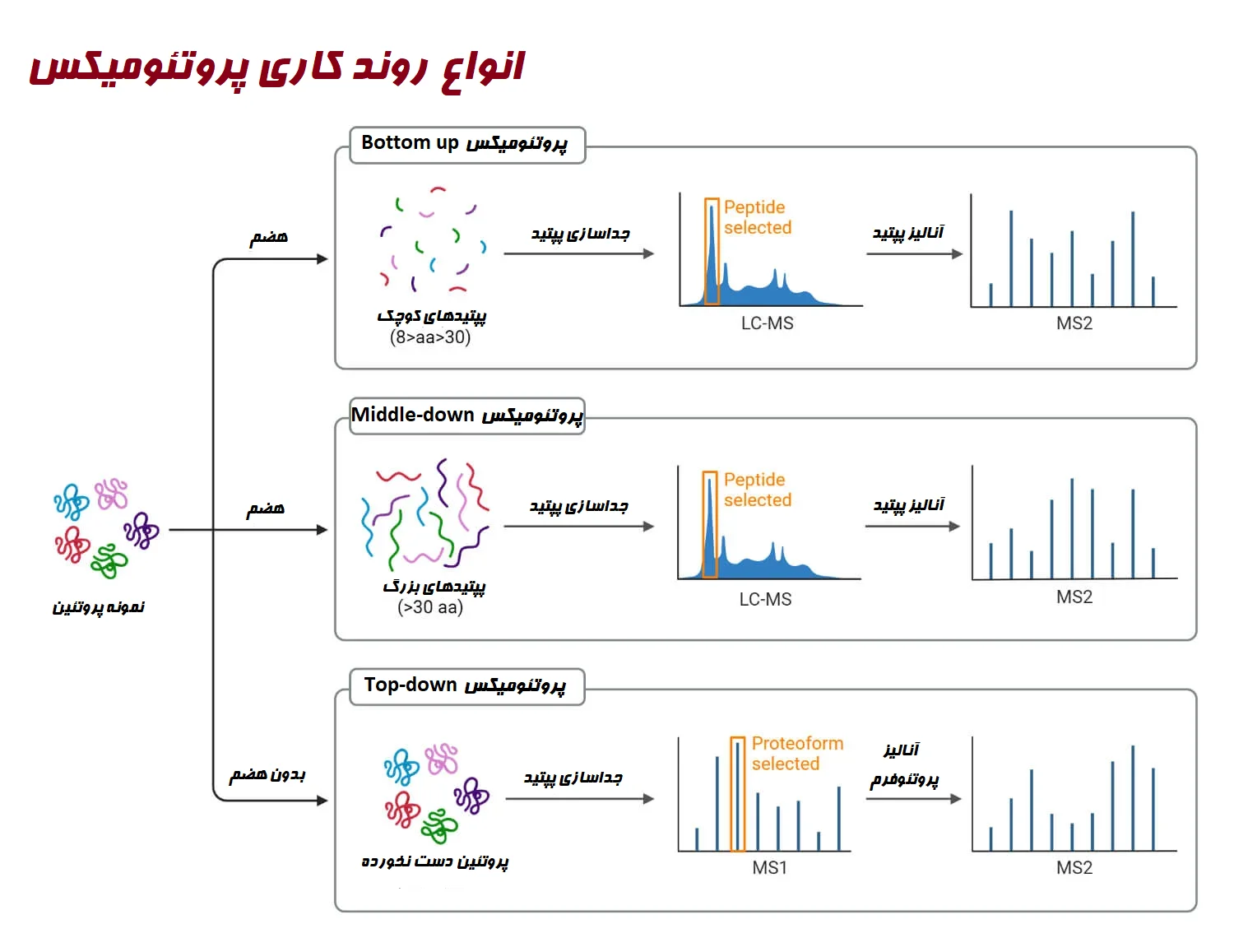 انواع روند کاری پروتئومیکس