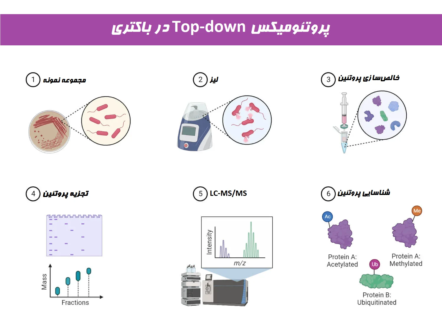 پروتئومیکس Top-down