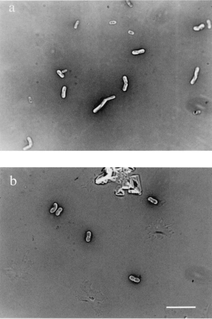 رنگ آمیزی منفی (Negative Staining): اصول، شناساگر‌ها، روش و نتیجه