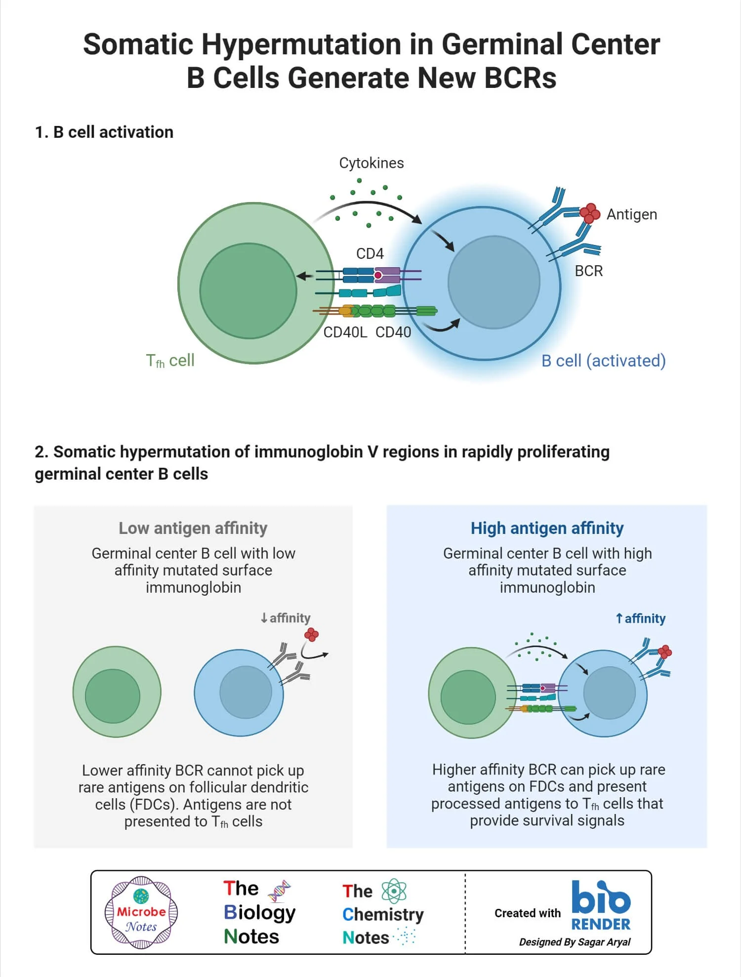 Hypermutation سوماتیک