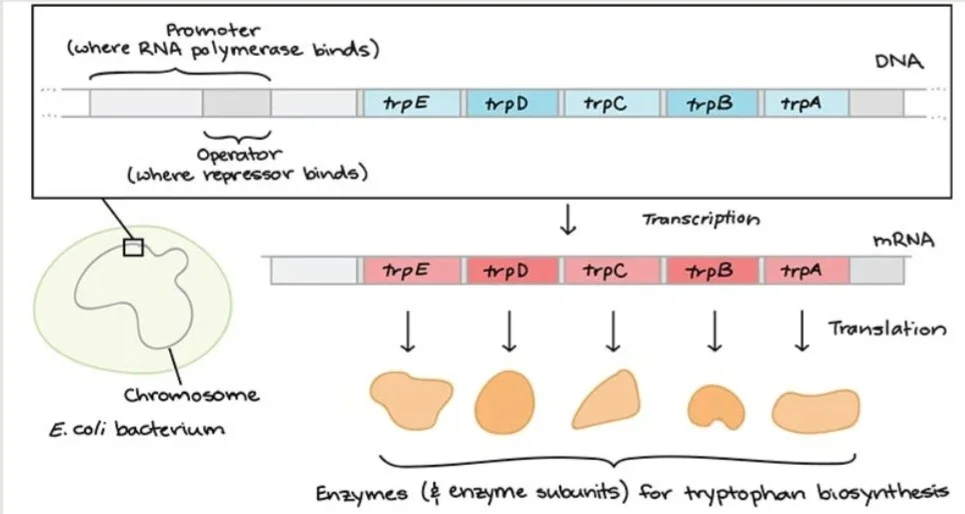 اپرون تریپتوفان