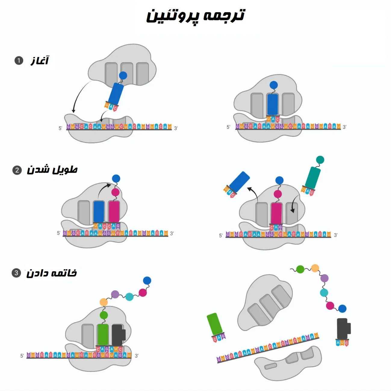 ترجمه پروتئین