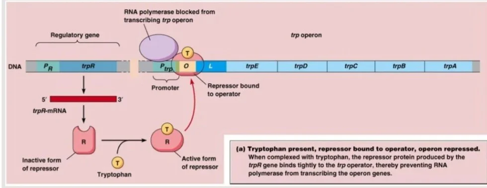 در حضور تریپتوفان