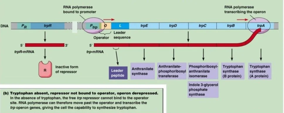 در غیاب تریپتوفان