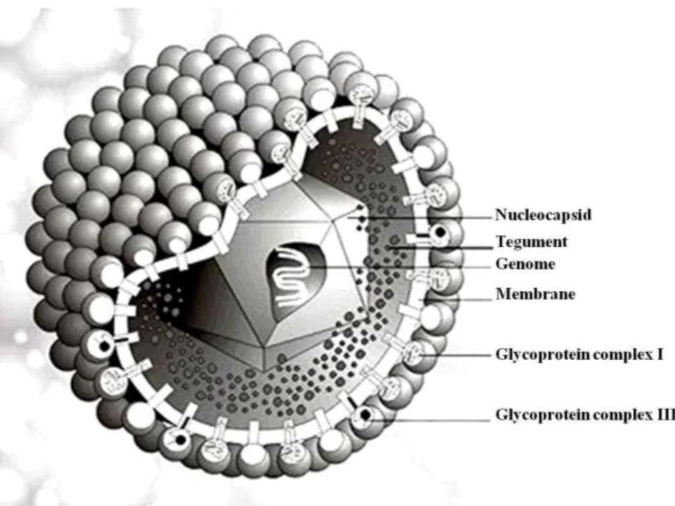 ساختار سیتومگالوویروس انسان