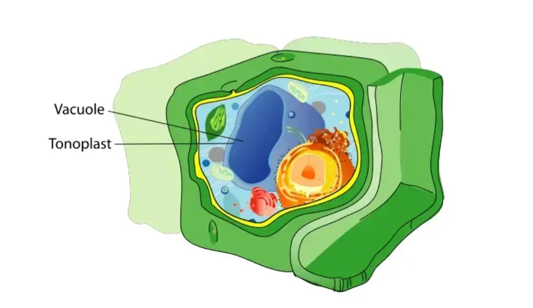 ساختار واکوئل