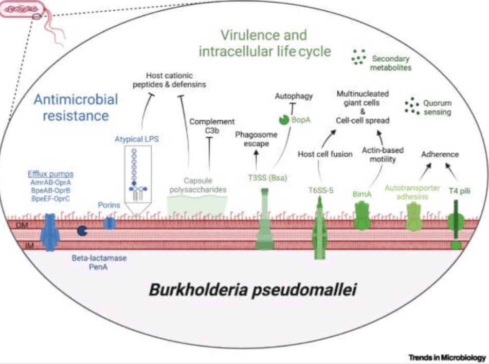 عوامل بیماریزای بورخولدریا پسومالئی