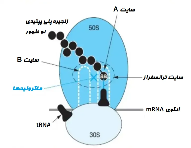 نحوه فعالیت ماکرولیدها