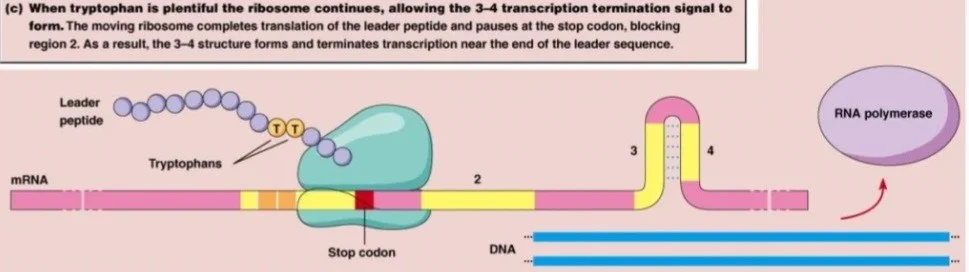 وقتی تریپوفان فراوان باشد