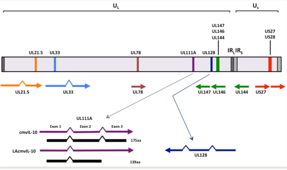 ژنوم سیتومگالوویروس انسانی