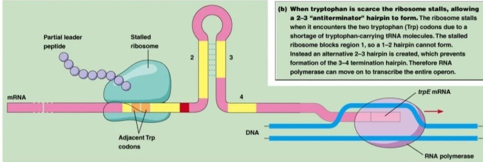 کمبود تریپتوفان