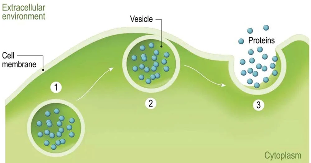 مکانیسم اگزوسیتوز به طور خلاصه