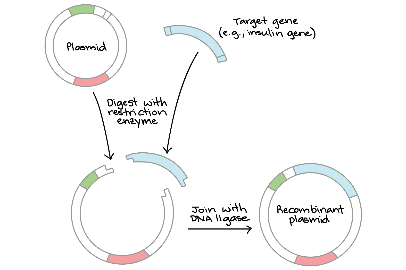 کلونینگ DNA
