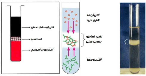 تفسیر نتایج تست پرسیپیتاسیون حلقه