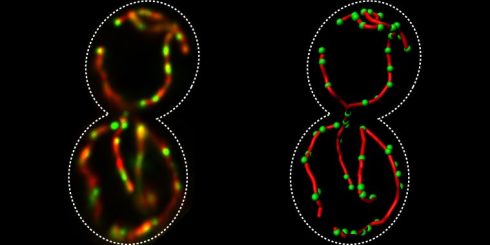 کار با سرور SGD