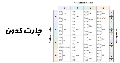 چارت کدون چیست؟