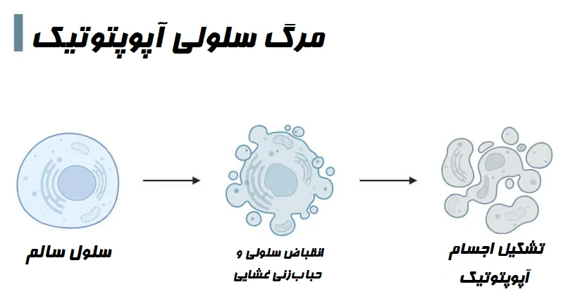 اجسام آپوپتوتیک