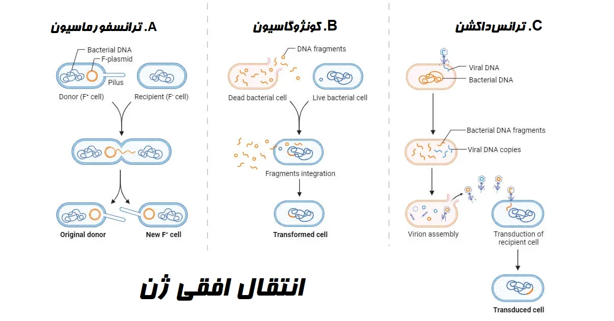 انتقال افقی ژن در پروکاریوت‌ها