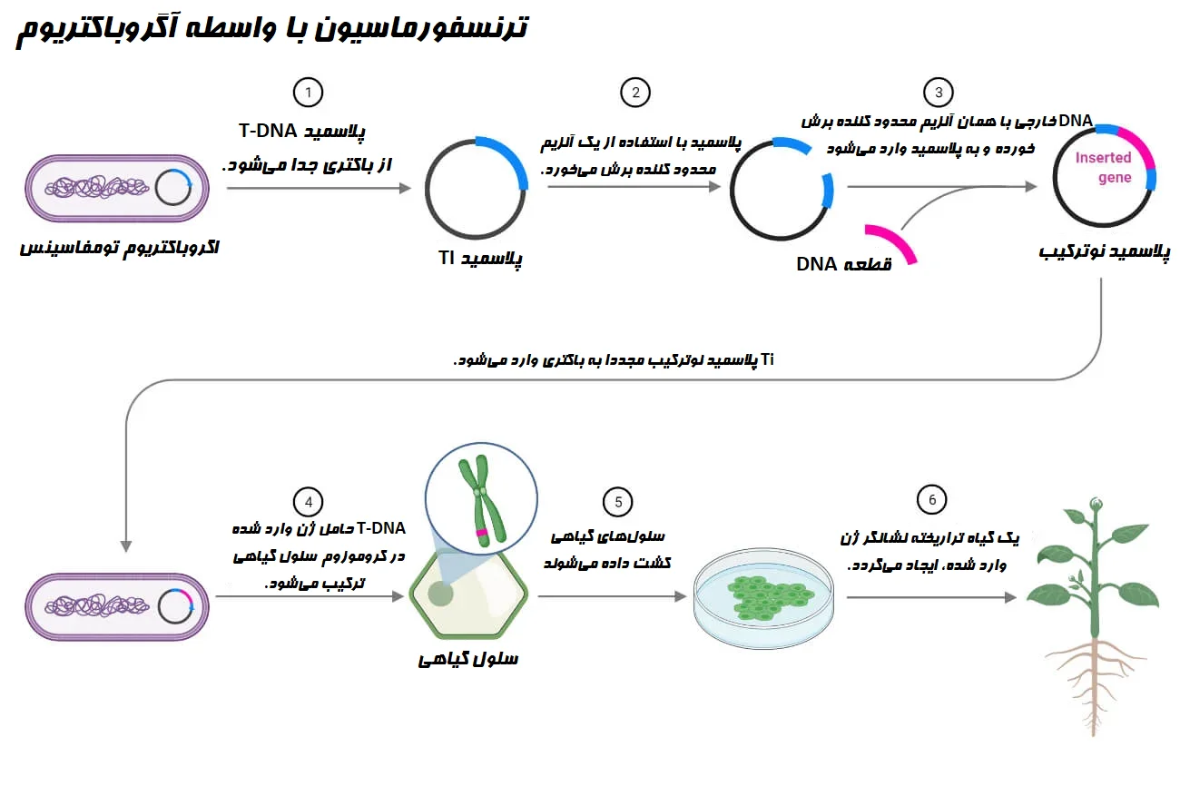 ترانسفورماسیون با واسطه آگروباکتریوم
