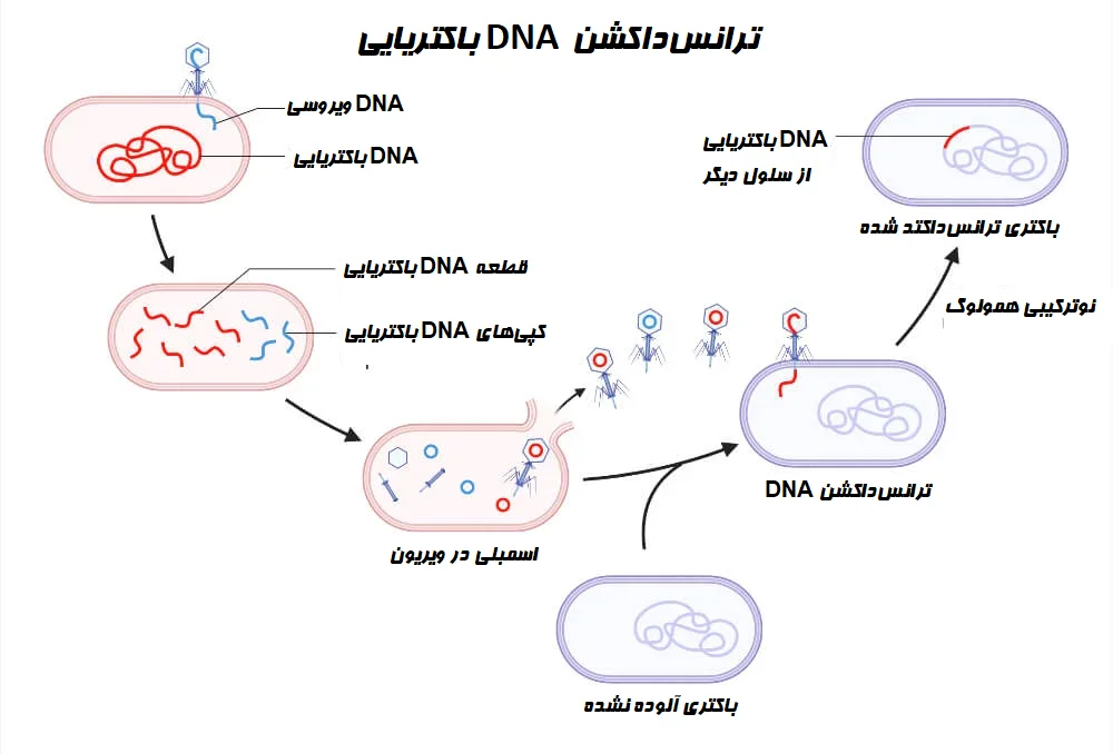 ترانسداکشن DNA باکتریایی