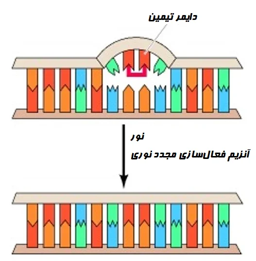 ترمیم مستقیم دایمر تیمین ناشی از UV