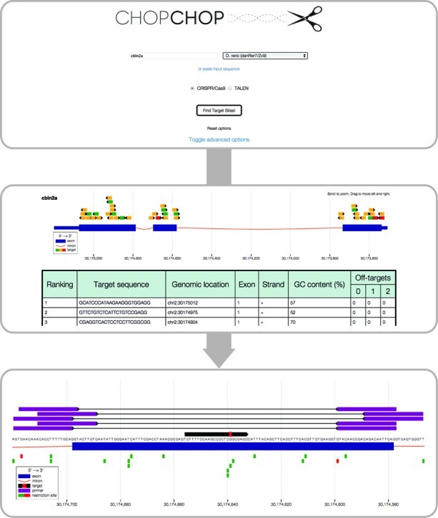 تشخیص آرایه‌های CRISPR که crRNA‌ها را تولید می‌کنند