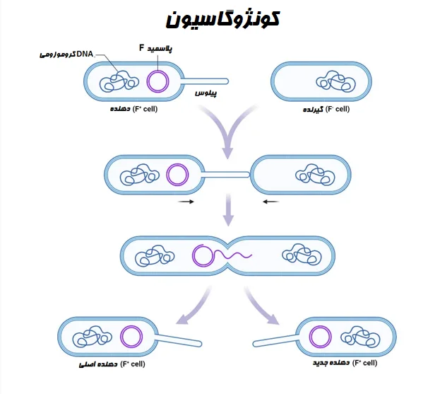کونژوگاسیون