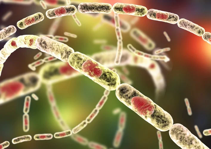 باکتری Bacillus stearothermophilus
